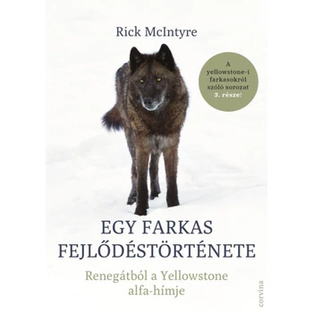 Egy farkas fejlődéstörténete- Renegátból a Yellowstone alfa-hímje