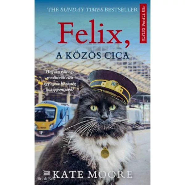 Felix, a közös cica